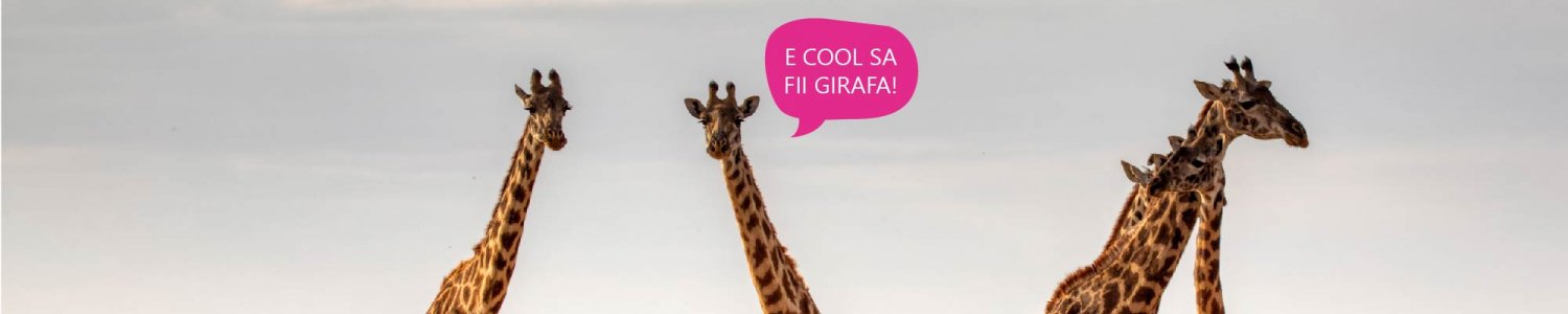 De la Sacal la Girafa – 4 pasi de feedback